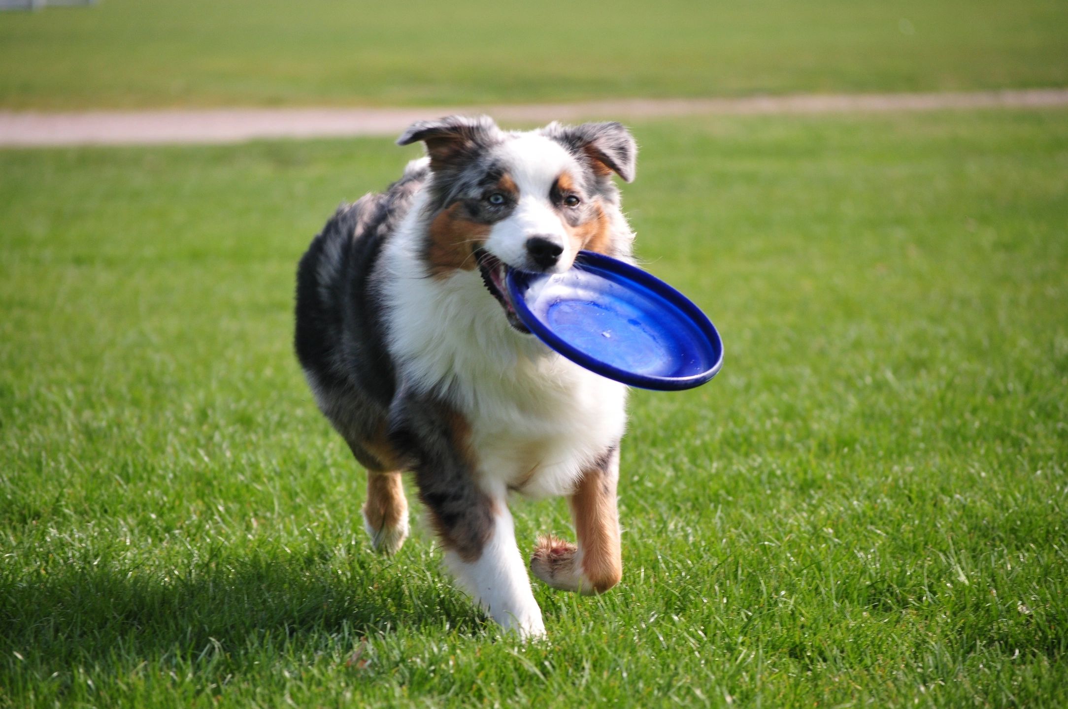 Sheltie carrying a frisbee