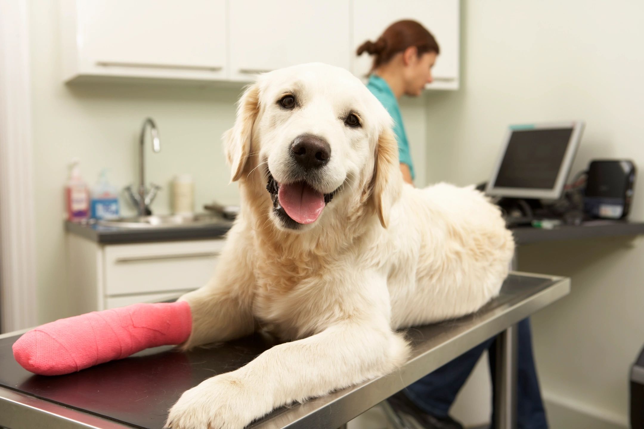 Dog with a pink cast on its right front paw